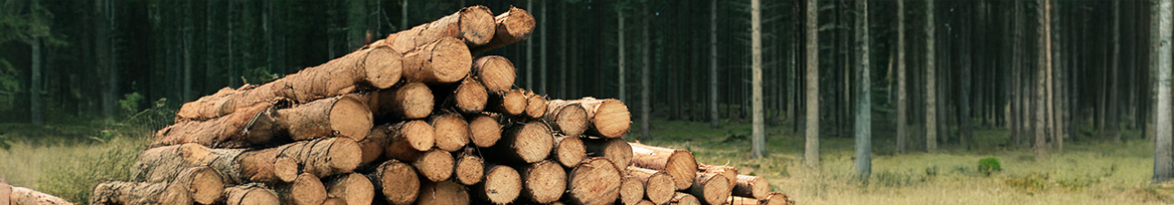 © Aleks BM - Pexels