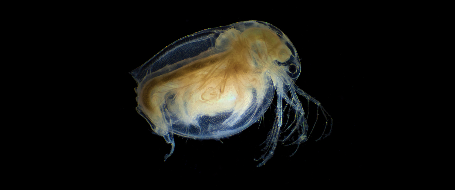 © Adobe Stock- Lukszczepanski Daphnie vue au microscope